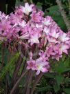 Amaryllis belladonna