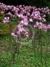 Amaryllis belladonna