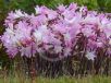 Amaryllis belladonna