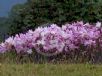 Amaryllis belladonna