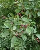 Amelanchier canadensis