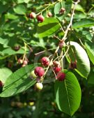 Amelanchier lamarckii