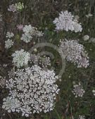 Ammi majus