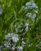 Amsonia illustris