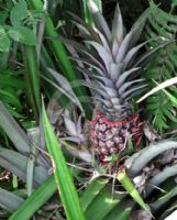 Ananas comosus comosus