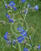 Anchusa azurea