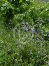 Anchusa azurea