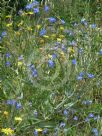 Anchusa azurea