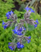 Anchusa capensis