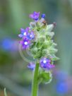 Anchusa capensis