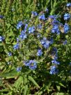 Anchusa officinalis