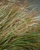 Agrostis lessoniana