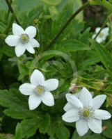 Anemone rivularis