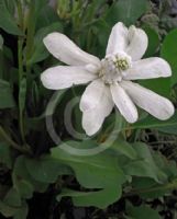 Anemopsis californica