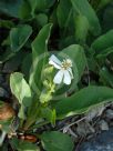 Anemopsis californica