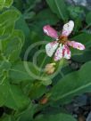 Anemopsis californica