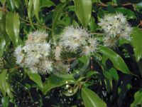 Syzygium anisatum