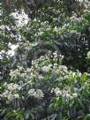 Syzygium anisatum