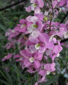 Angelonia angustifolia