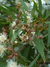 Angophora bakeri