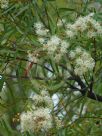 Angophora bakeri