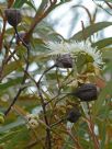 Angophora bakeri