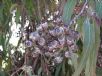 Angophora costata