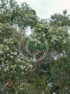 Angophora costata