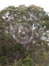 Angophora costata