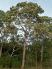 Angophora costata