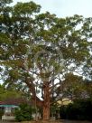 Angophora costata