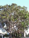 Angophora costata