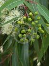 Angophora floribunda