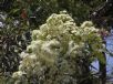 Angophora floribunda