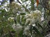 Angophora floribunda