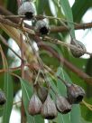 Angophora floribunda