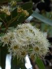 Angophora floribunda