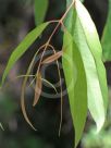 Angophora floribunda