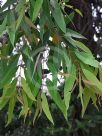 Angophora floribunda