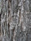 Angophora floribunda