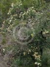 Angophora hispida