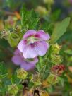 Anisodontea capensis