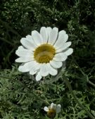 Anthemis cupaniana