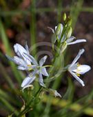 Anthericum liliago