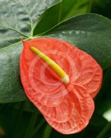 Anthurium andraeanum