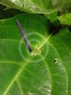 Anthurium hookeri