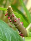 Anthurium hookeri