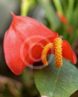 Anthurium scherzerianum