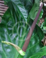 Anthurium schlechtendalii