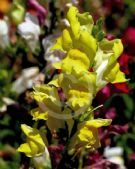 Antirrhinum majus